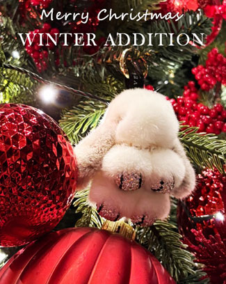 ��ǰ ������